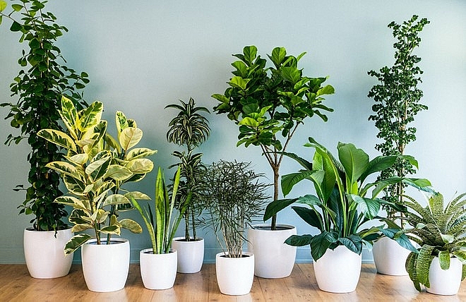 Nếu nghĩ trồng cây trong nhà có thể lọc sạch không khí, có thể bạn đã hiểu nhầm ?